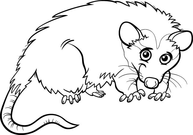 Cute opossum